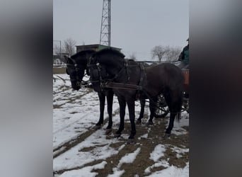 Węgierski koń sportowy, Wałach, 7 lat, 165 cm, Kara