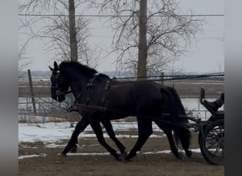 Węgierski koń sportowy, Wałach, 7 lat, 165 cm, Kara