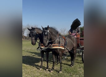 Węgierski koń sportowy, Wałach, 7 lat, 165 cm, Kara