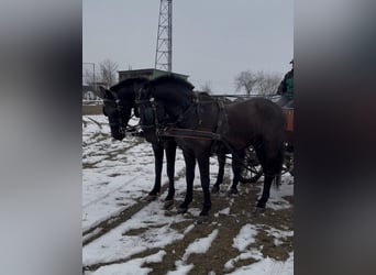 Węgierski koń sportowy, Wałach, 7 lat, 165 cm, Kara