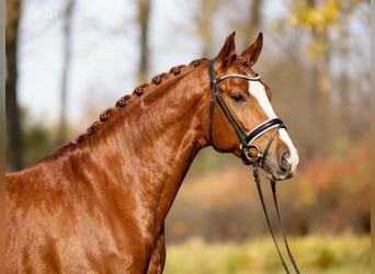 Węgierski koń sportowy, Wałach, 7 lat, 168 cm, Ciemnokasztanowata