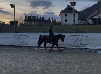 Węgierski koń sportowy, Wałach, 8 lat, 158 cm, Kasztanowata