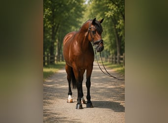Węgierski koń sportowy, Wałach, 8 lat, 160 cm, Gniada