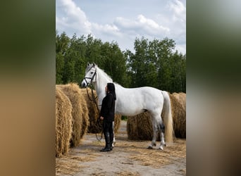 Węgierski koń sportowy Mix, Wałach, 8 lat, 164 cm, Siwa