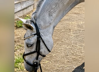Węgierski koń sportowy Mix, Wałach, 8 lat, 164 cm, Siwa