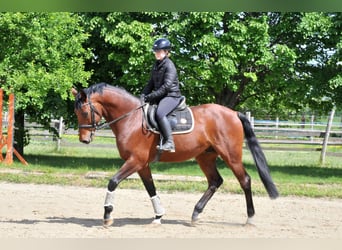Węgierski koń sportowy, Wałach, 8 lat, 167 cm, Gniada