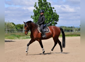 Węgierski koń sportowy, Wałach, 8 lat, 167 cm, Gniada