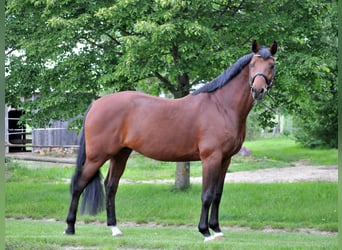 Węgierski koń sportowy, Wałach, 8 lat, 167 cm, Gniada