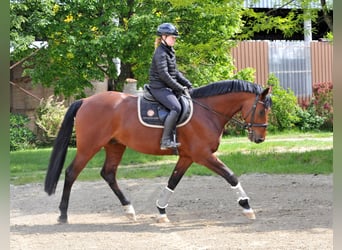 Węgierski koń sportowy, Wałach, 8 lat, 167 cm, Gniada