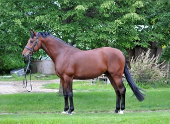 Węgierski koń sportowy, Wałach, 8 lat, 167 cm, Gniada