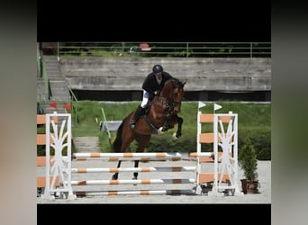 Węgierski koń sportowy, Wałach, 8 lat, 167 cm, Gniada