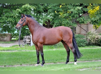 Węgierski koń sportowy, Wałach, 8 lat, 167 cm, Gniada