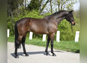 Węgierski koń sportowy, Wałach, 8 lat, 170 cm, Gniada