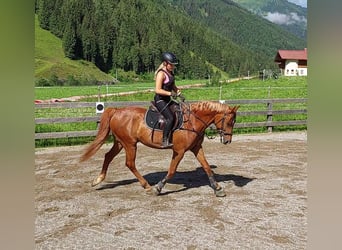 Węgierski koń sportowy, Wałach, 9 lat, 163 cm, Kasztanowata