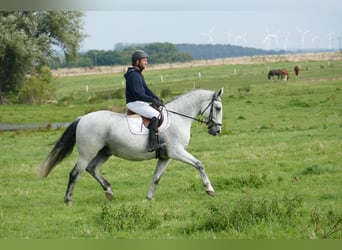 Węgierski koń sportowy, Wałach, 9 lat, 163 cm, Siwa