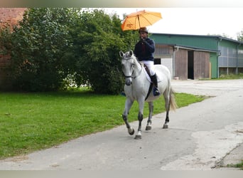 Węgierski koń sportowy, Wałach, 9 lat, 163 cm, Siwa