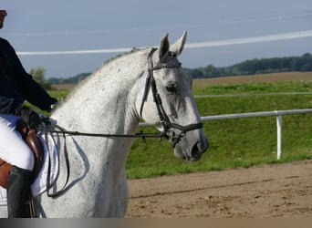 Węgierski koń sportowy, Wałach, 9 lat, 163 cm, Siwa