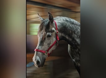 Węgierski koń sportowy Mix, Wałach, 9 lat, 165 cm, Karosiwa