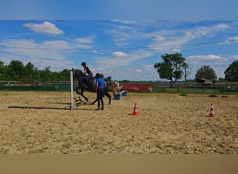 Węgierski koń sportowy Mix, Wałach, 9 lat, 165 cm, Karosiwa