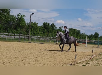 Węgierski koń sportowy Mix, Wałach, 9 lat, 165 cm, Karosiwa