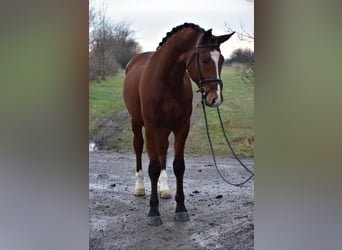 Węgierski koń sportowy, Wałach, 9 lat, 168 cm, Gniada