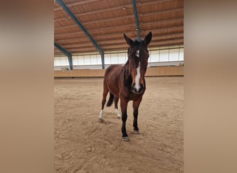 Węgierski koń sportowy, Wałach, 9 lat, Gniada