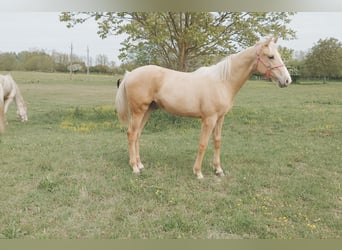 Węgierski koń sportowy, Wałach, Źrebak (01/2026), 157 cm, Izabelowata