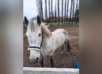Węgierski koń sportowy, Wałach, 10 lat, 150 cm, Siwa