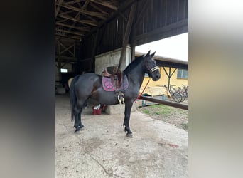 Węgierski koń sportowy, Wałach, 10 lat, 155 cm, Kara