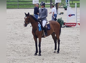 Węgierski koń sportowy, Wałach, 10 lat, 162 cm, Gniada