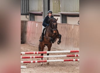 Węgierski koń sportowy, Wałach, 10 lat, 165 cm, Gniada