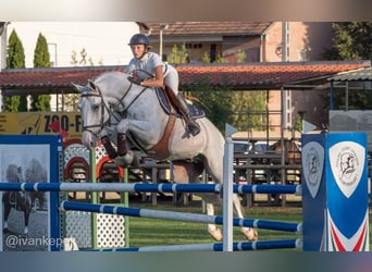 Węgierski koń sportowy, Wałach, 10 lat, 169 cm, Siwa