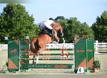 Węgierski koń sportowy, Wałach, 10 lat, 171 cm, Kasztanowata