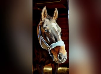 Węgierski koń sportowy Mix, Wałach, 11 lat, 171 cm, Ciemnogniada
