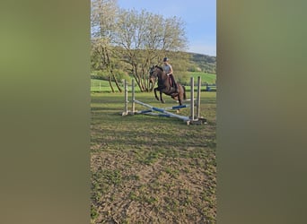 Węgierski koń sportowy Mix, Wałach, 11 lat, 171 cm, Ciemnogniada