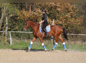 Węgierski koń sportowy, Wałach, 15 lat, 167 cm, Gniada