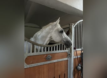 Węgierski koń sportowy, Wałach, 17 lat, 170 cm, Siwa
