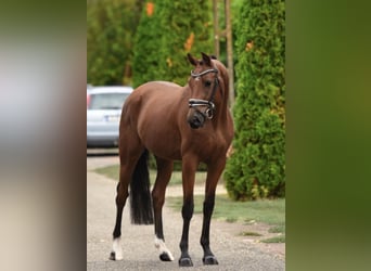 Węgierski koń sportowy, Wałach, 4 lat, 155 cm, Gniada