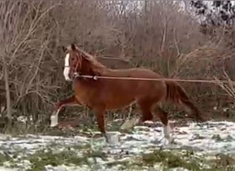 Węgierski koń sportowy, Wałach, 4 lat, 160 cm, Kasztanowata