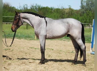 Węgierski koń sportowy, Wałach, 4 lat, 160 cm, Siwa