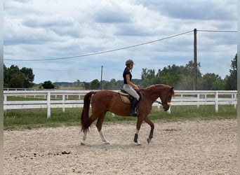 Węgierski koń sportowy, Wałach, 4 lat, 167 cm, Ciemnokasztanowata