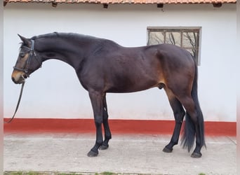 Węgierski koń sportowy, Wałach, 4 lat, 170 cm, Gniada