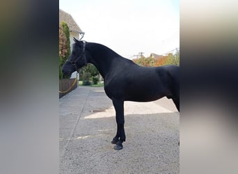Węgierski koń sportowy Mix, Wałach, 5 lat, 156 cm, Gniada