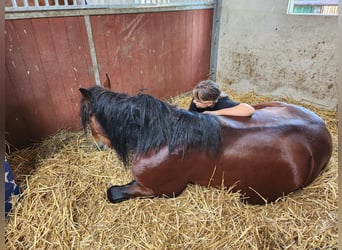 Węgierski koń sportowy Mix, Wałach, 6 lat, 153 cm, Gniada