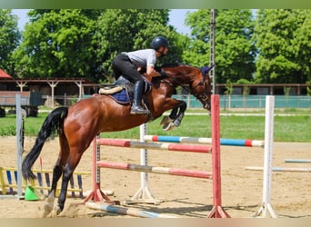 Węgierski koń sportowy, Wałach, 6 lat, 165 cm, Gniada