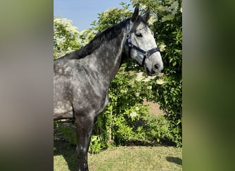 Węgierski koń sportowy Mix, Wałach, 6 lat, 165 cm, Siwa jabłkowita