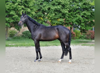 Węgierski koń sportowy, Wałach, 6 lat, 172 cm, Ciemnogniada