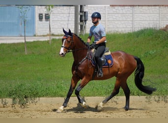 Węgierski koń sportowy, Wałach, 7 lat, 165 cm, Gniada