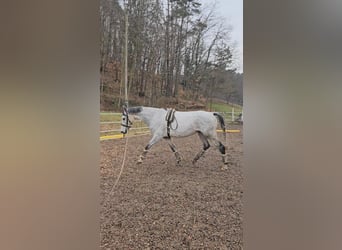 Węgierski koń sportowy Mix, Wałach, 7 lat, 165 cm, Siwa w hreczce