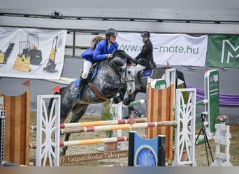 Węgierski koń sportowy, Wałach, 7 lat, 175 cm, Siwa